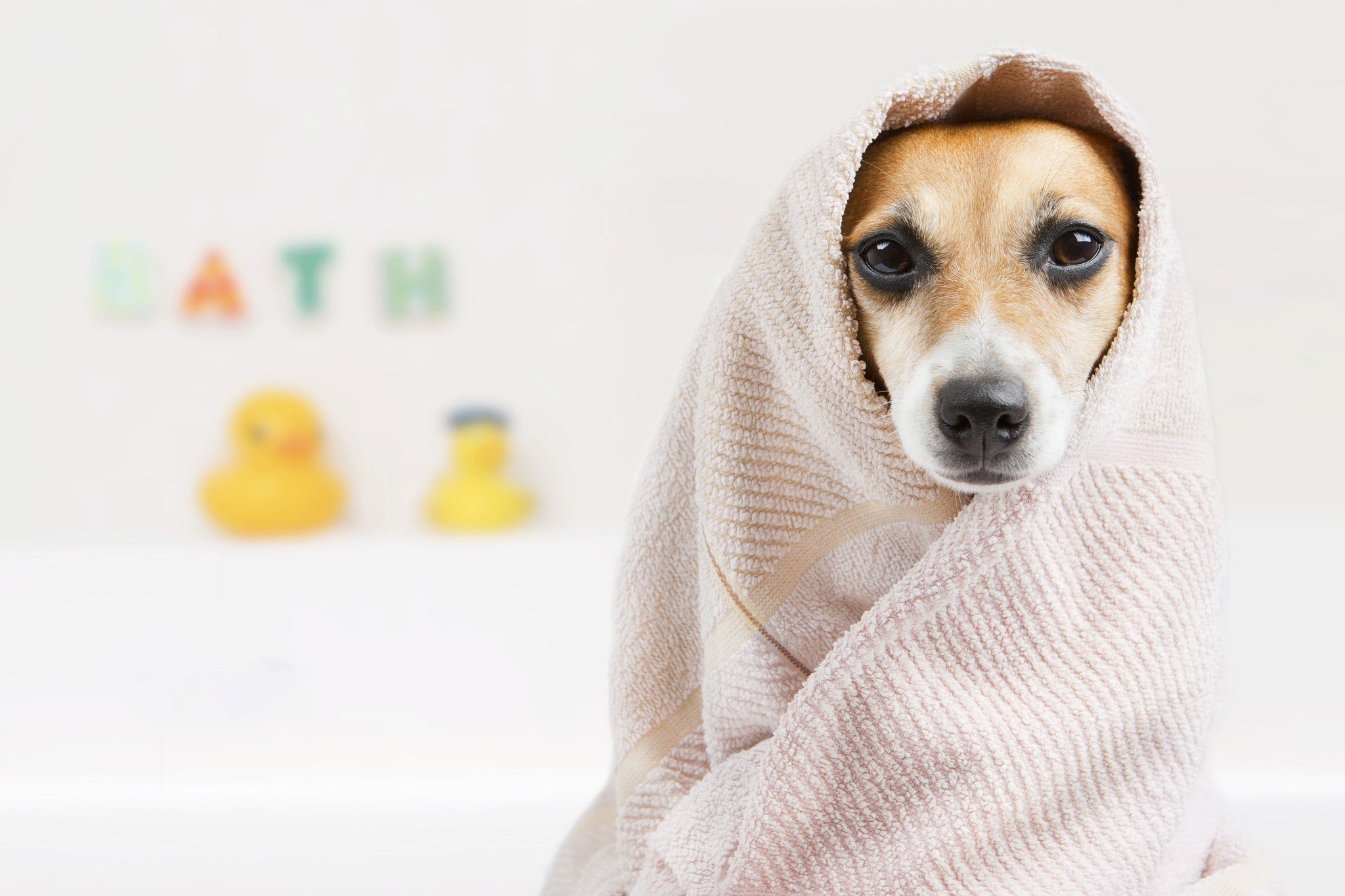Natural Pet Grooming Products: Pets Need Pampering Too!